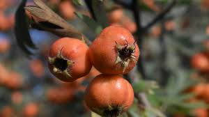 Attēlu rezultāti vaicājumam “Crataegus macracantha fruit”