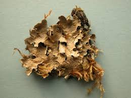 Attēlu rezultāti vaicājumam “Parmelia serrana”