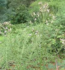 Attēlu rezultāti vaicājumam “Cirsium x rigens”