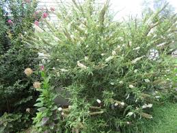 Image result for Buddleja davidii
