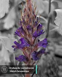 Attēlu rezultāti vaicājumam “Orobanche coerulescens flower”