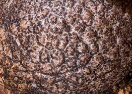 Attēlu rezultāti vaicājumam “Lycogala roseosporum sessile”