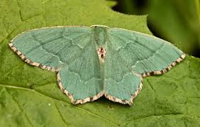 Attēlu rezultāti vaicājumam “Hemithea aestivaria”