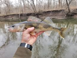 Image result for Sander canadensis/vitreus