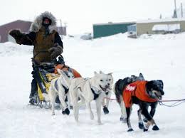 Image result for Team Ice Fire British Sled Dog Racing Team