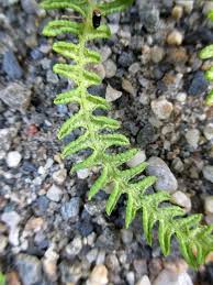 Attēlu rezultāti vaicājumam “Thelypteris palustris”