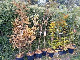 Image result for Gosforth Central Bowls Club