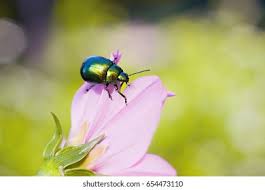 Attēlu rezultāti vaicājumam “Linaeidea aenea”