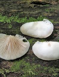 Attēlu rezultāti vaicājumam “Crepidotus applanatus”