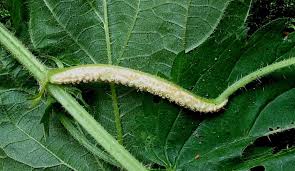 Attēlu rezultāti vaicājumam “Puccinia urticata”