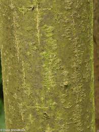 Attēlu rezultāti vaicājumam “Laburnum alpinum fruit”