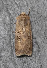 Attēlu rezultāti vaicājumam “Euxoa nigricans”