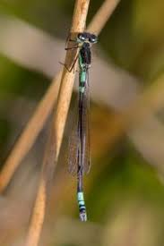 Attēlu rezultāti vaicājumam “Coenagrion armatum”