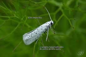 Attēlu rezultāti vaicājumam “Yponomeuta malinellus / cagnagella”