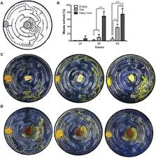Attēlu rezultāti vaicājumam “Physarum virescens plasmodium”