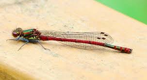 Attēlu rezultāti vaicājumam “Pyrrhosoma nymphula”