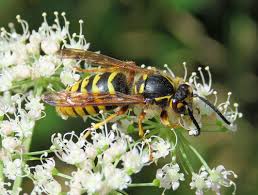 Attēlu rezultāti vaicājumam “Dolichovespula media”