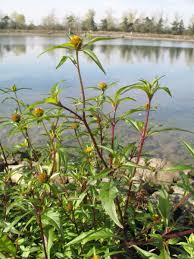 Attēlu rezultāti vaicājumam “Bidens tripartita”