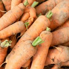 Attēlu rezultāti vaicājumam “Daucus sativus”