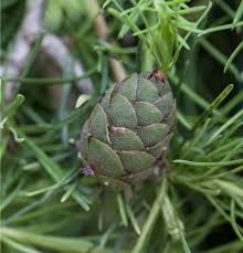 Attēlu rezultāti vaicājumam “Larix kaempferi leaf”
