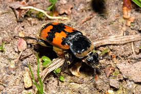 Attēlu rezultāti vaicājumam “Nicrophorus vespillo”