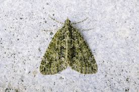 Attēlu rezultāti vaicājumam “Chloroclysta siterata”