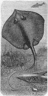 Image result for Dipturus batis