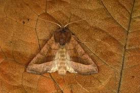 Attēlu rezultāti vaicājumam “Hydraecia micacea”