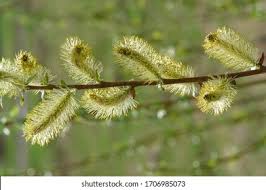Attēlu rezultāti vaicājumam “Salix myrsinifolia”