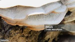 Attēlu rezultāti vaicājumam “Bjerkandera fumosa”