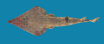 Image result for Rhinobatos rhinobatos