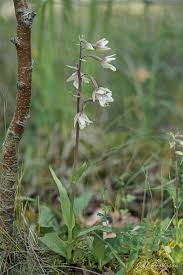 Attēlu rezultāti vaicājumam “Epipactis palustris flower”