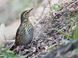 Image result for Zoothera sibirica