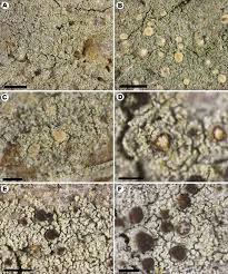 Attēlu rezultāti vaicājumam “Hertelidea botryosa”