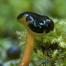 Attēlu rezultāti vaicājumam “Leotia lubrica”