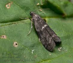 Attēlu rezultāti vaicājumam “Apomyelois bistriatella”