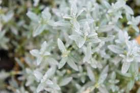 Attēlu rezultāti vaicājumam “Cerastium tomentosum leaf”