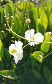 Attēlu rezultāti vaicājumam “Alisma gramineum”