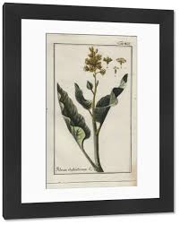 Attēlu rezultāti vaicājumam “Rheum rhabarbarum leaf”