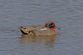 Attēlu rezultāti vaicājumam “Anas crecca male”