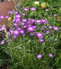 Image result for Agrostemma githago