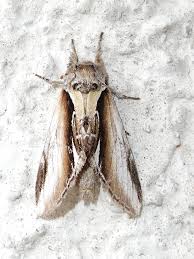 Attēlu rezultāti vaicājumam “Pheosia gnoma”