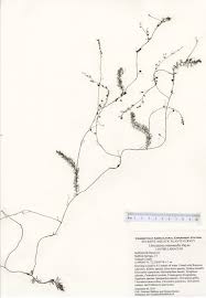 Attēlu rezultāti vaicājumam “Utricularia intermedia leaf”