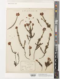 Attēlu rezultāti vaicājumam “Erica tetralix leaf”