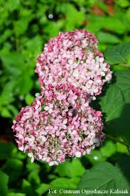 Attēlu rezultāti vaicājumam “Hydrangea arborescens subsp. discolor”