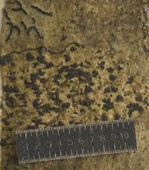 Attēlu rezultāti vaicājumam “Opegrapha atra”