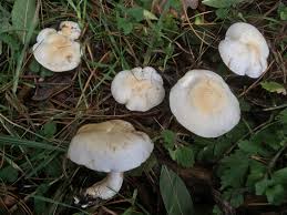 Attēlu rezultāti vaicājumam “Tricholoma album”