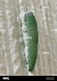 Attēlu rezultāti vaicājumam “Allantus cinctus”