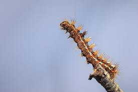 Attēlu rezultāti vaicājumam “Acronicta megacephala larva”