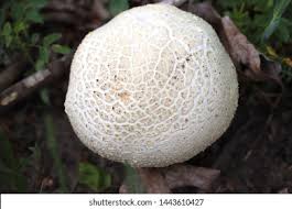 Attēlu rezultāti vaicājumam “Calvatia utriformis”